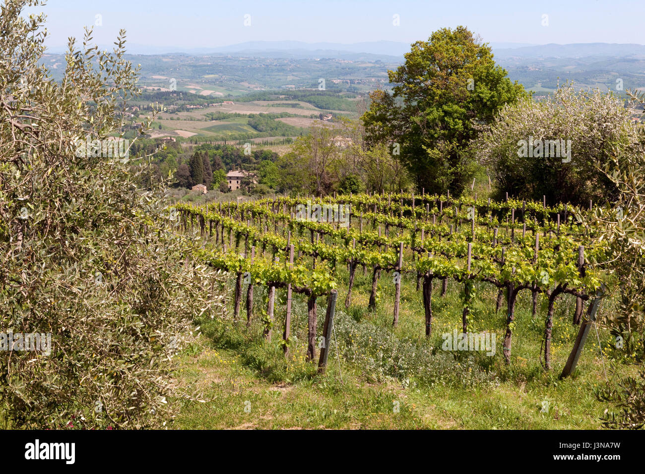 Vignoble, Chianti, Toscane, Italie, Europe, le Chianti Banque D'Images