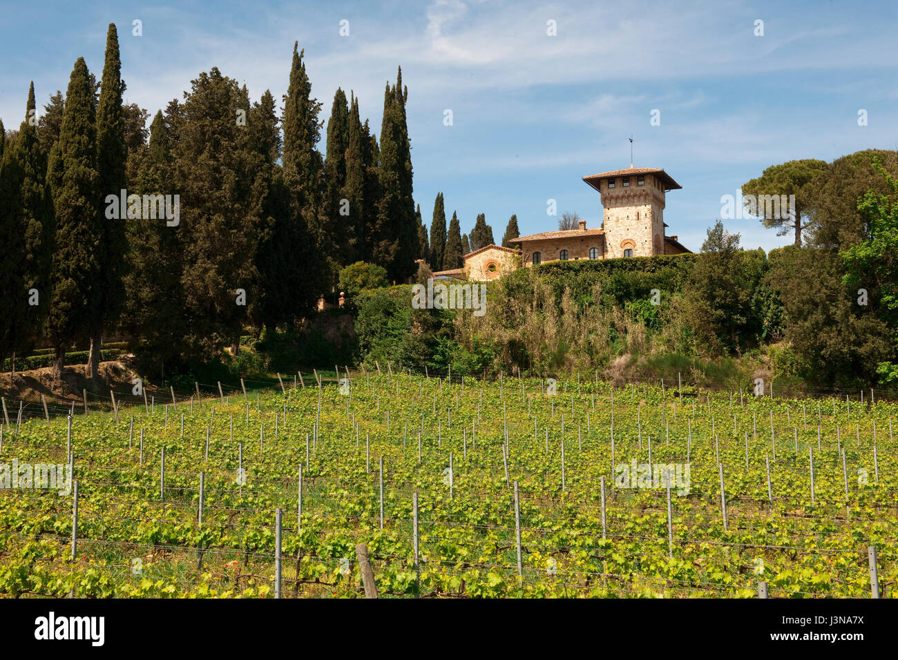Vignoble, Chianti, Toscane, Italie, Europe, le Chianti Banque D'Images