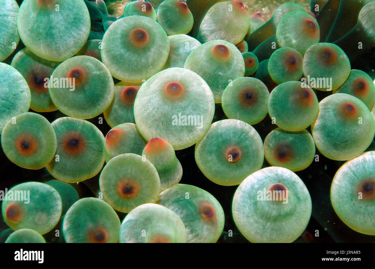 Bubble tip anemone, Oman, Asie, Océan Indien, Entacmaea quadricolor, Banque D'Images