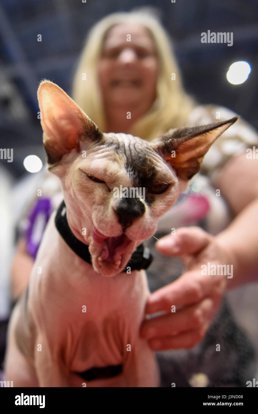 Londres, Royaume-Uni. 6 mai, 2017. Daisy, un chat sphynx, sur l'affichage à l'échelle nationale Pet Show qui aura lieu au centre Excel dans les Docklands. Une variété d'animaux dont les animaux sont idéales sur l'affichage pour le public. Crédit : Stephen Chung / Alamy Live News Banque D'Images