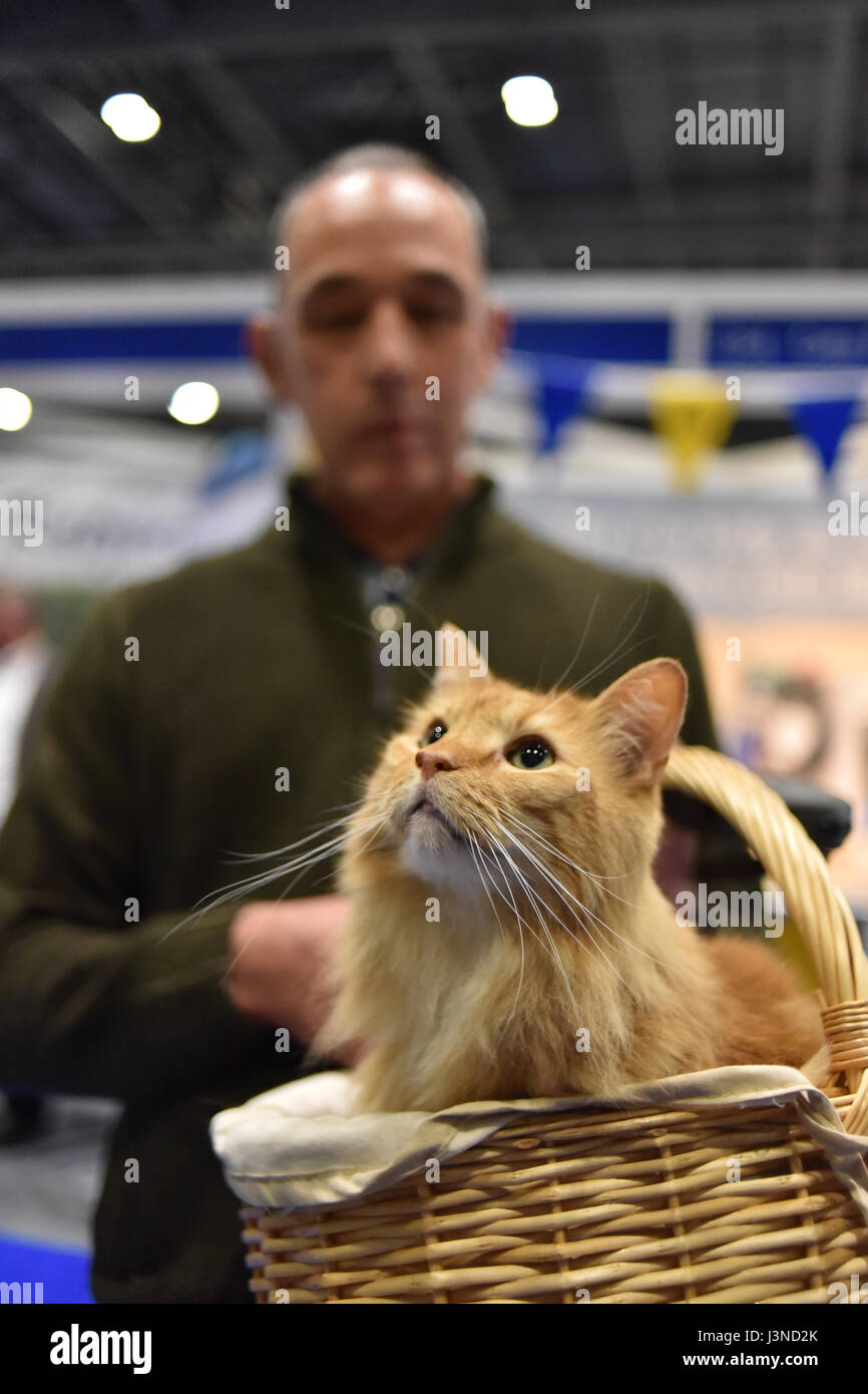 Excel, Londres, Royaume-Uni. 6 mai, 2017. La National Pet Show at Excel à Londres, avec une variété d'animaux sur l'écran. Crédit : Matthieu Chattle/Alamy Live News Banque D'Images