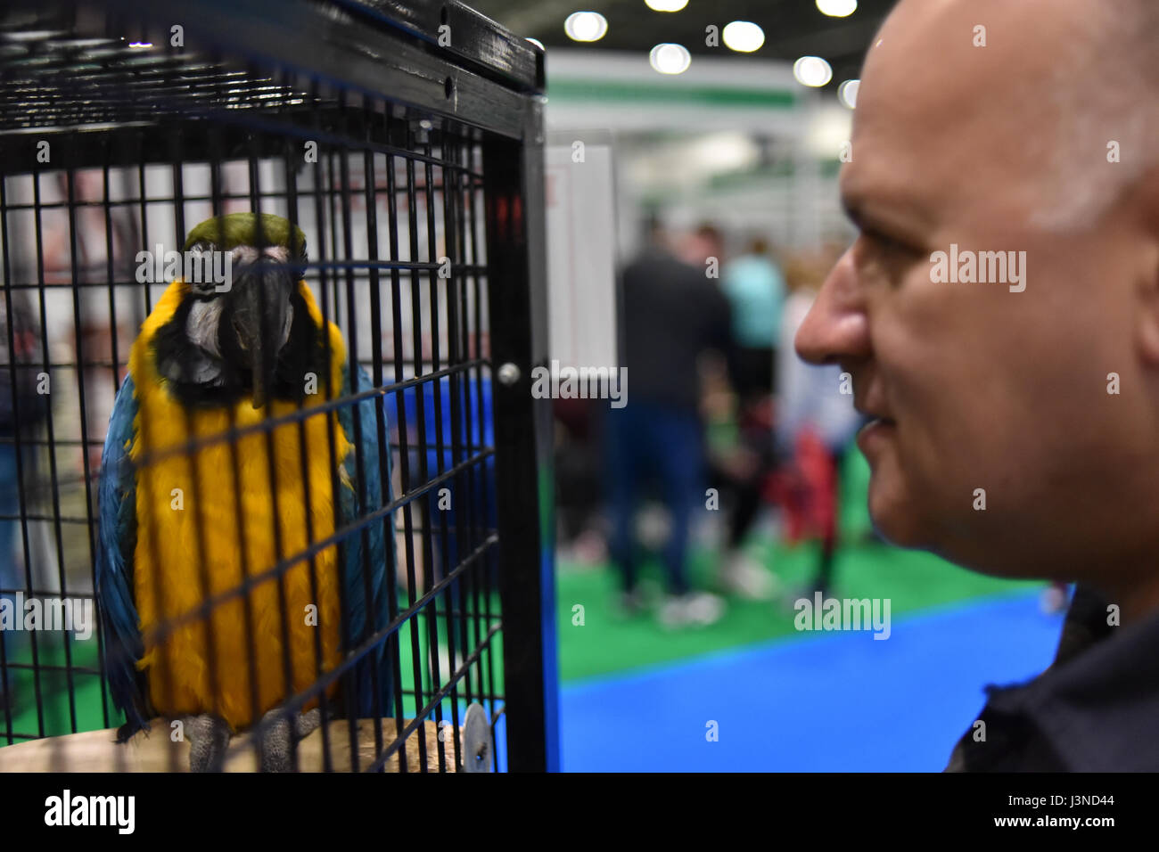 Excel, Londres, Royaume-Uni. 6 mai, 2017. La National Pet Show at Excel à Londres, avec une variété d'animaux sur l'écran. Crédit : Matthieu Chattle/Alamy Live News Banque D'Images