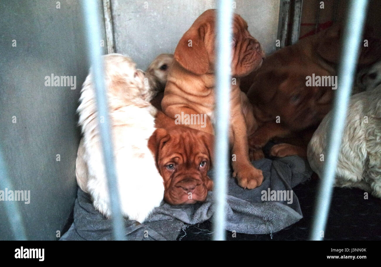Nuremberg, Allemagne. 7 mai, 2017. Document - chiots enregistrés s'asseoir dans une boîte de transport au refuge d'animaux à Nuremberg, Allemagne, le 7 mai 2017. La police a arrêté un chiot avec transport illégal de 42 chiens pendant la nuit de samedi sur l'autoroute A3 en Franconie. ATTENTION : Utilisez uniquement éditoriale dans le cadre des reportings/crédit obligatoire. Photo : Tierschutzverein Nürnberg-Fürth/dpa/Alamy Live News Banque D'Images