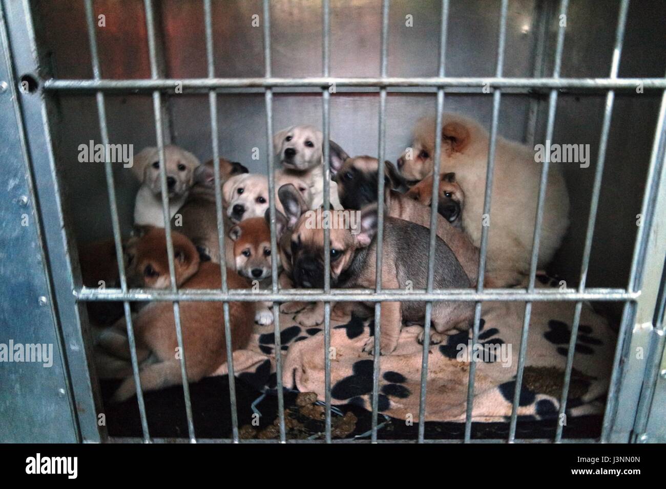 Nuremberg, Allemagne. 7 mai, 2017. Document - chiots enregistrés s'asseoir dans une boîte de transport au refuge d'animaux à Nuremberg, Allemagne, le 7 mai 2017. La police a arrêté un chiot avec transport illégal de 42 chiens pendant la nuit de samedi sur l'autoroute A3 en Franconie. ATTENTION : Utilisez uniquement éditoriale dans le cadre des reportings/crédit obligatoire. Photo : Tierschutzverein Nürnberg-Fürth/dpa/Alamy Live News Banque D'Images