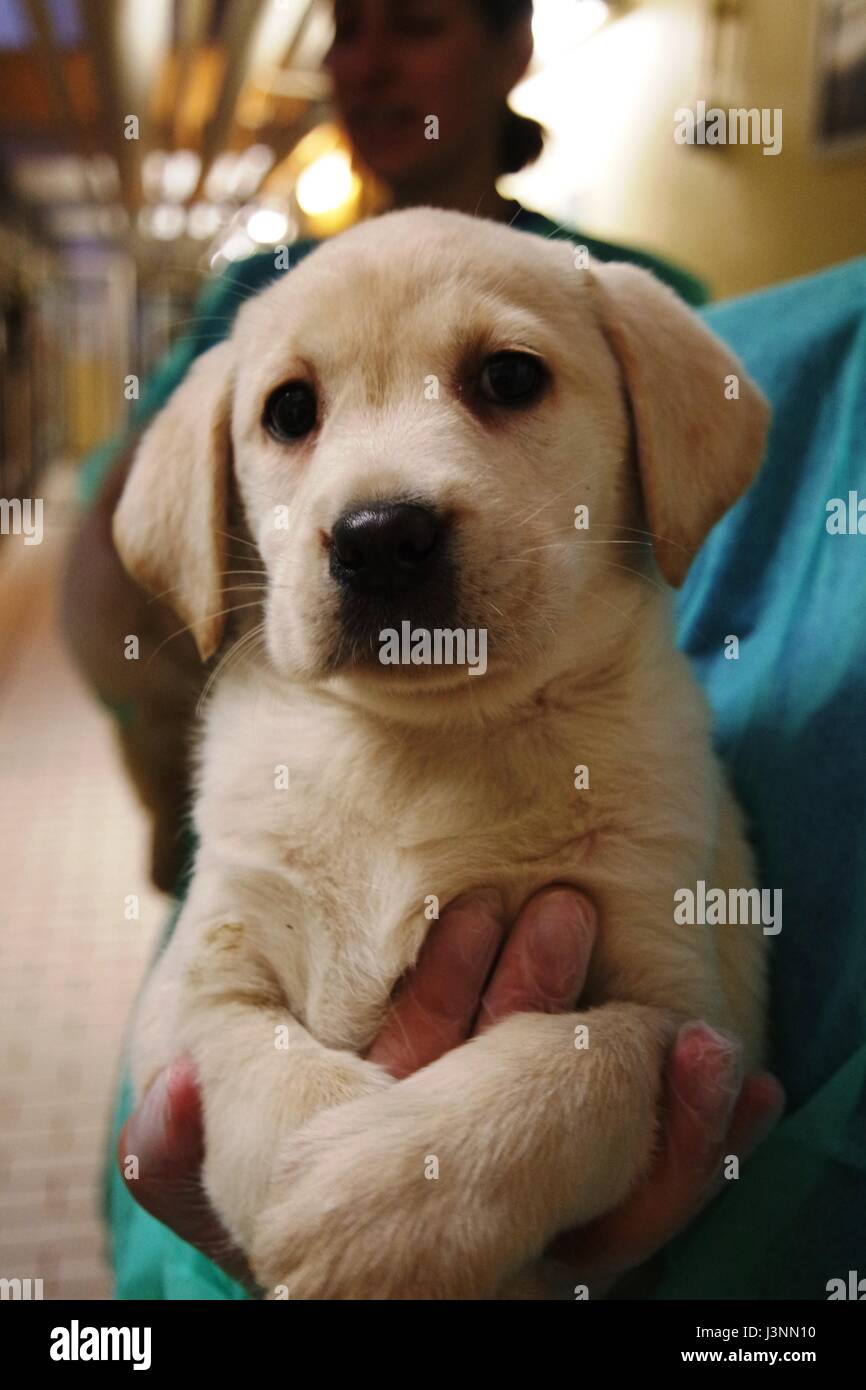 Nuremberg, Allemagne. 7 mai, 2017. Document - Un employé peut contenir jusqu'enregistré chiots à l'abri des animaux à Nuremberg, Allemagne, le 7 mai 2017. La police a arrêté un chiot avec transport illégal de 42 chiens pendant la nuit de samedi sur l'autoroute A3 en Franconie. ATTENTION : Utilisez uniquement éditoriale dans le cadre des reportings/crédit obligatoire. Photo : Tierschutzverein Nürnberg-Fürth/dpa/Alamy Live News Banque D'Images
