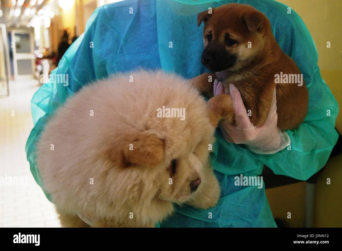 Nuremberg, Allemagne. 7 mai, 2017. Document - Un employé peut contenir jusqu'enregistré chiots à l'abri des animaux à Nuremberg, Allemagne, le 7 mai 2017. La police a arrêté un chiot avec transport illégal de 42 chiens pendant la nuit de samedi sur l'autoroute A3 en Franconie. ATTENTION : Utilisez uniquement éditoriale dans le cadre des reportings/crédit obligatoire. Photo : Tierschutzverein Nürnberg-Fürth/dpa/Alamy Live News Banque D'Images