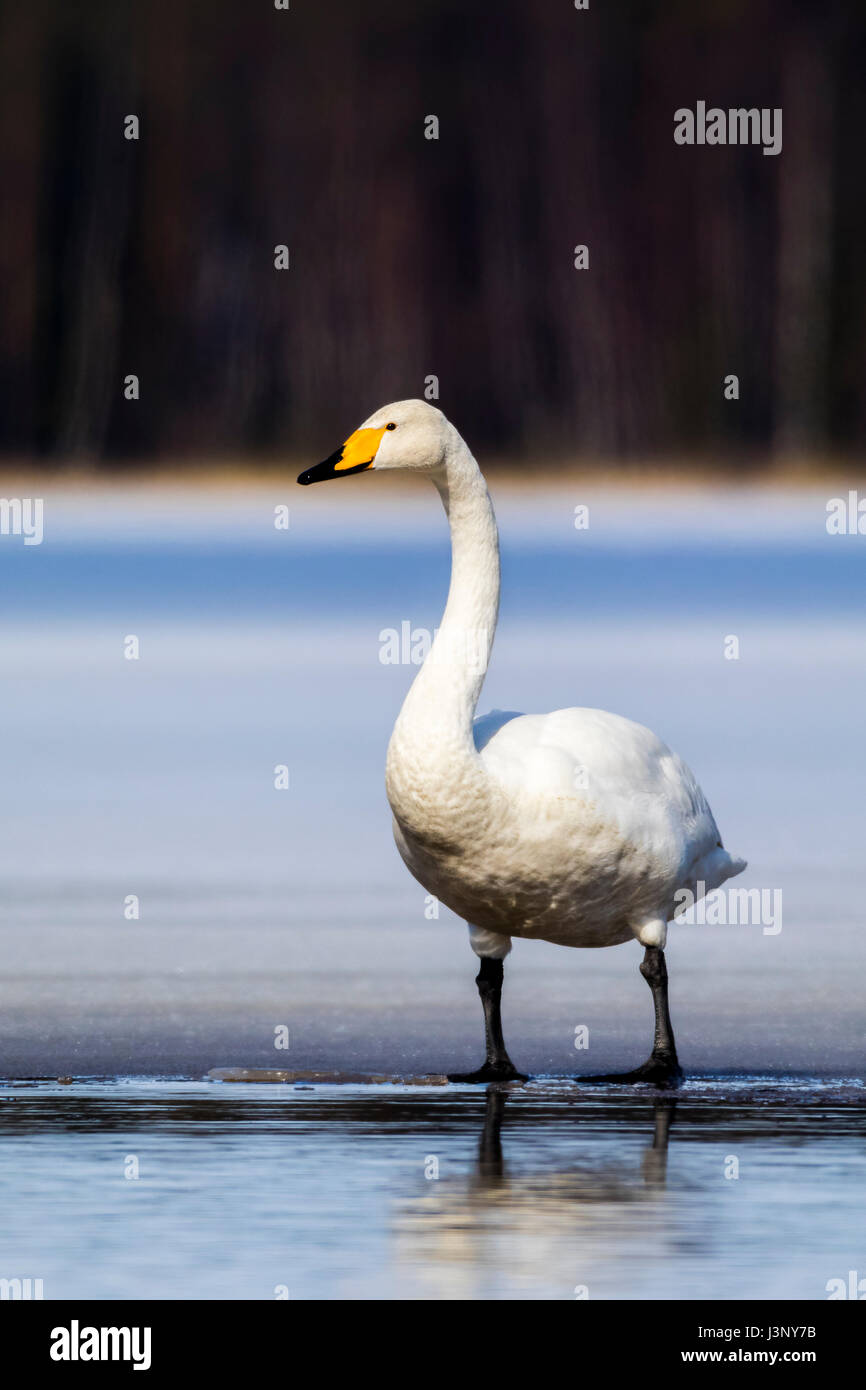 Cygne chanteur Banque D'Images