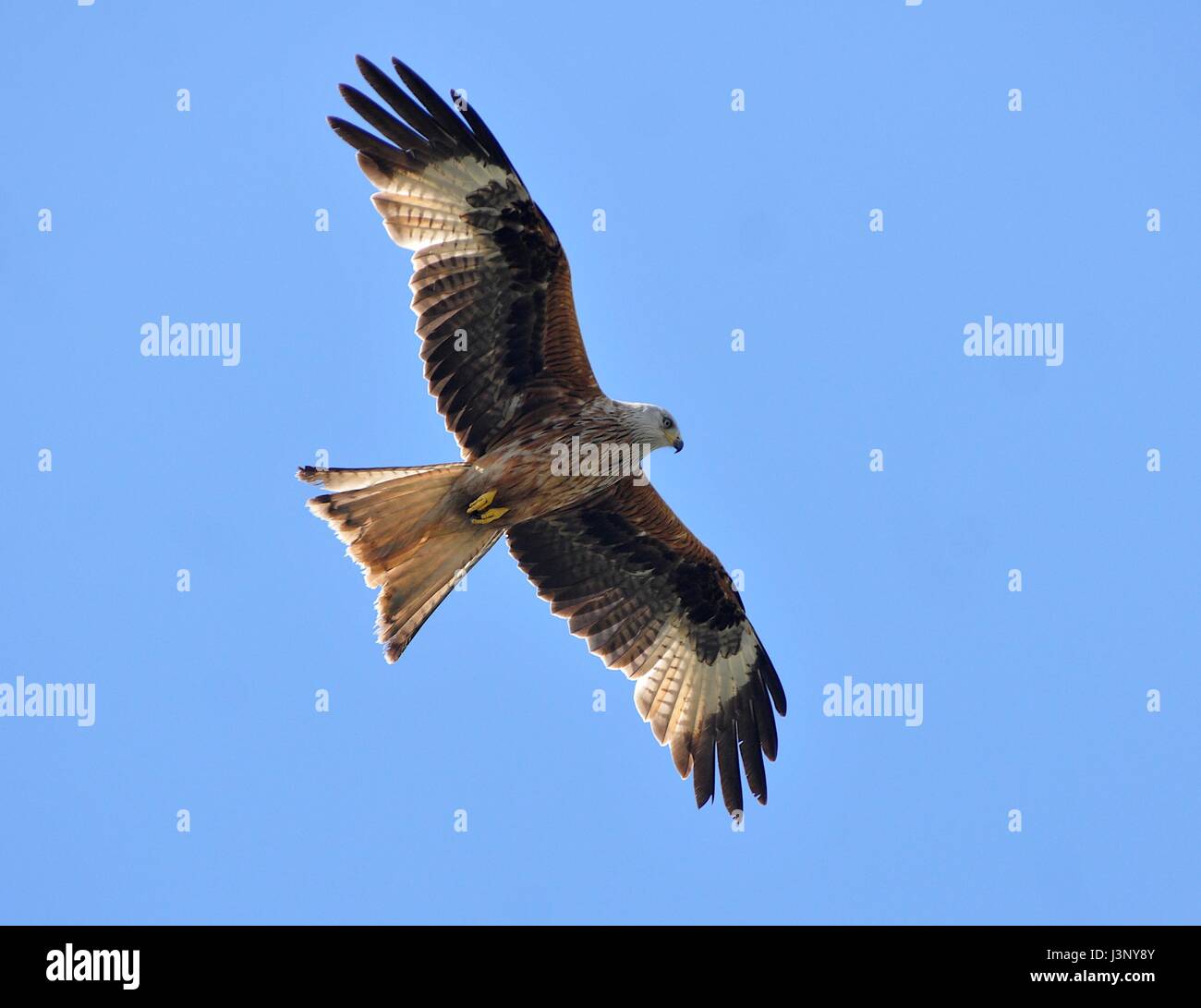 Red Kites dans le Yorkshire -Red Kites ont été libérés sur l'immobilier Harewood en 1999 dans le cadre d'une initiative de conservation du Royaume-Uni. Banque D'Images