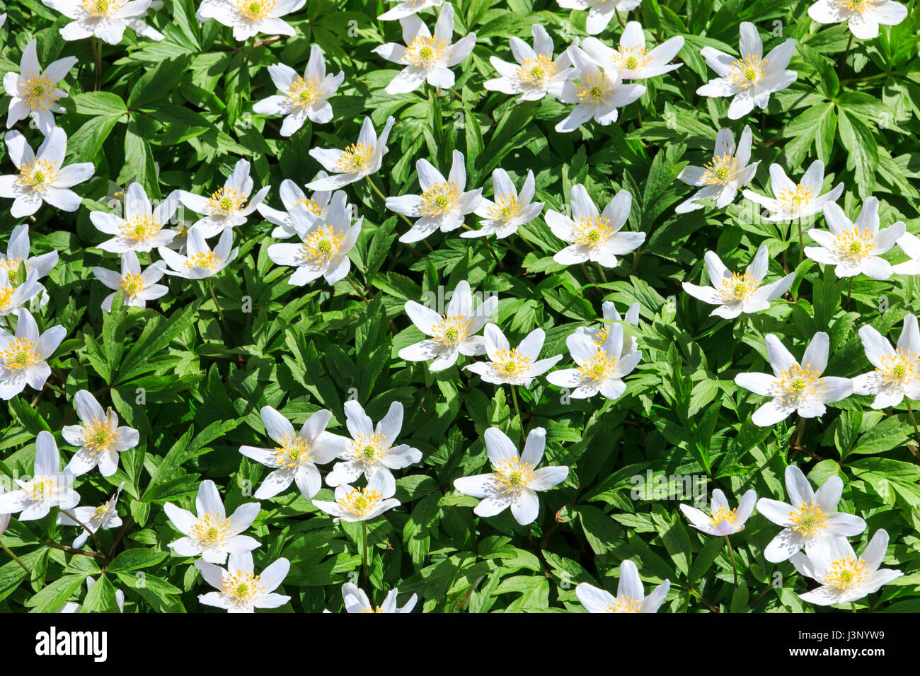 Un tapis de fleurs blanc étoile de Bethléem (Ornithogalum umbellatum) dans un Londres jardin arrière Banque D'Images