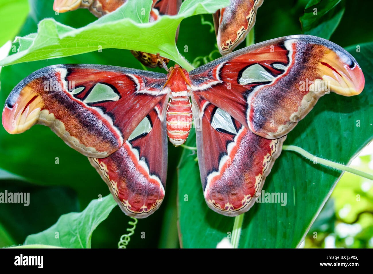 Close-up of Atlas Moth (Attacus Atlas) sur fond vert foncé Banque D'Images