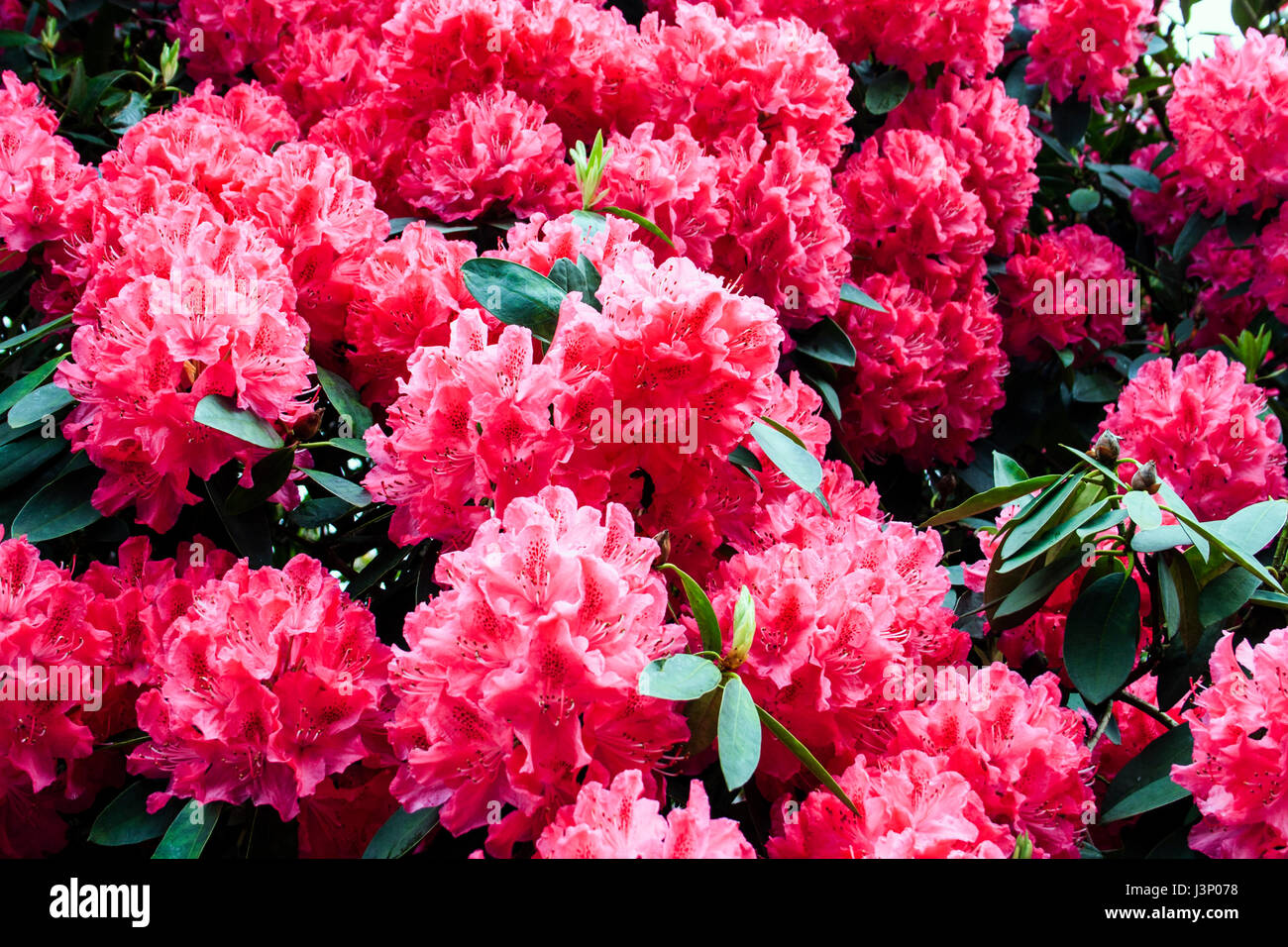 Un tapis de fleurs de rhododendron rouge en fleur en fleur Banque D'Images
