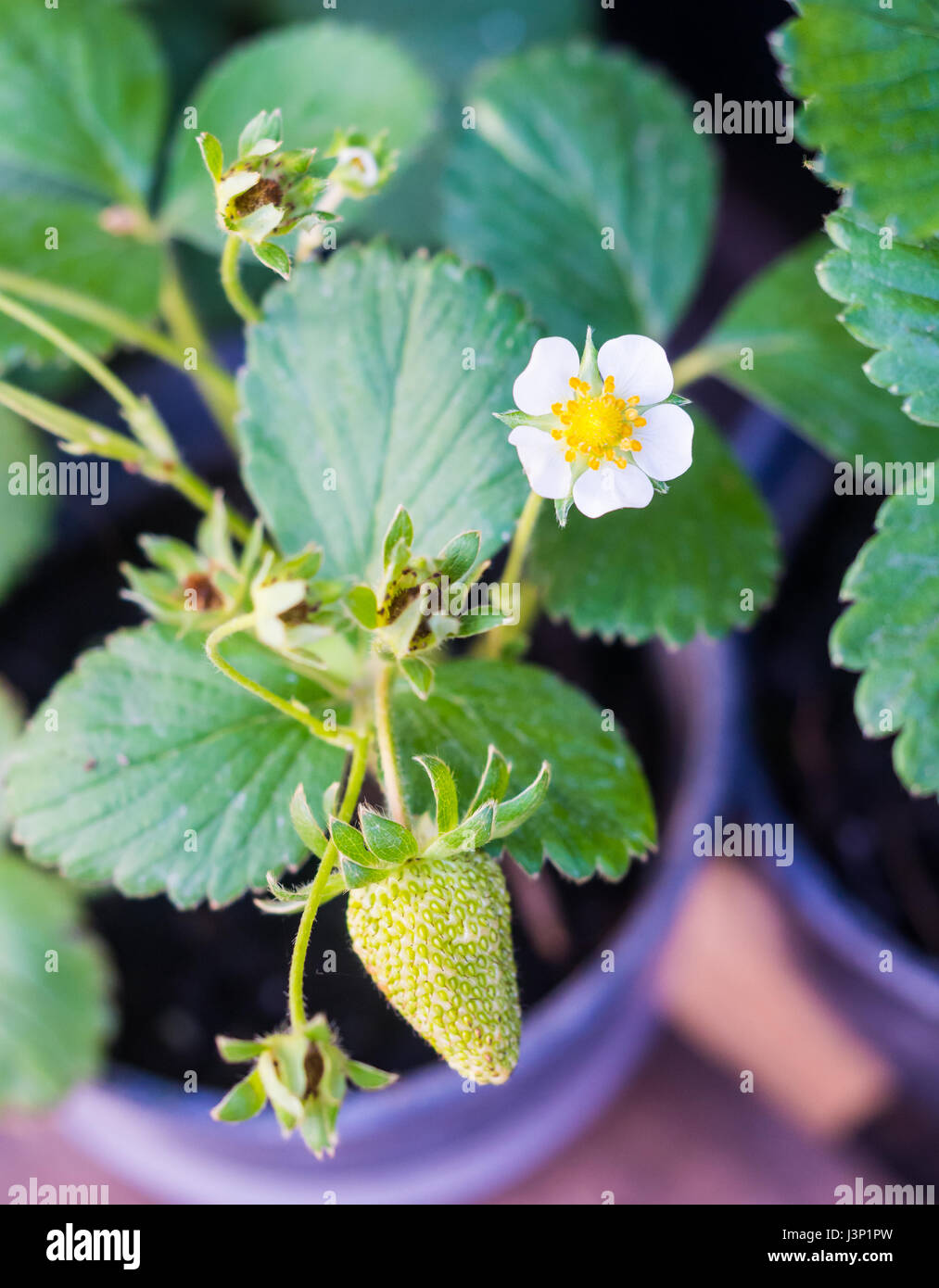 Fraisier à fleurs dans un pot. Banque D'Images