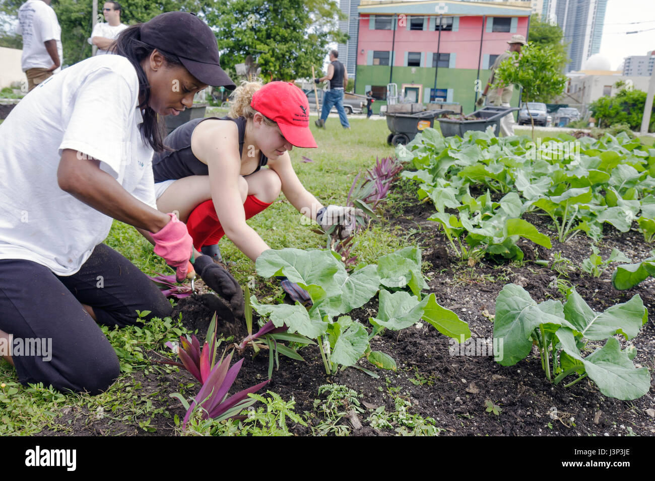 Miami Florida, bénévoles bénévoles travaillent en équipe travaillant ensemble, aidant à planter des potagers jardinage femme noire femmes Banque D'Images