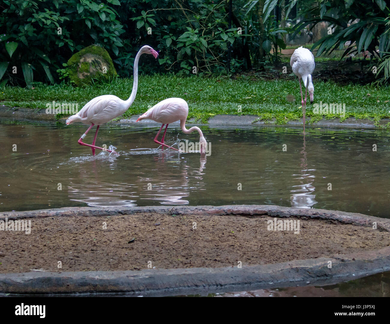Flamands roses à Parque das Aves - Foz do Iguacu, Parana, Brésil Banque D'Images