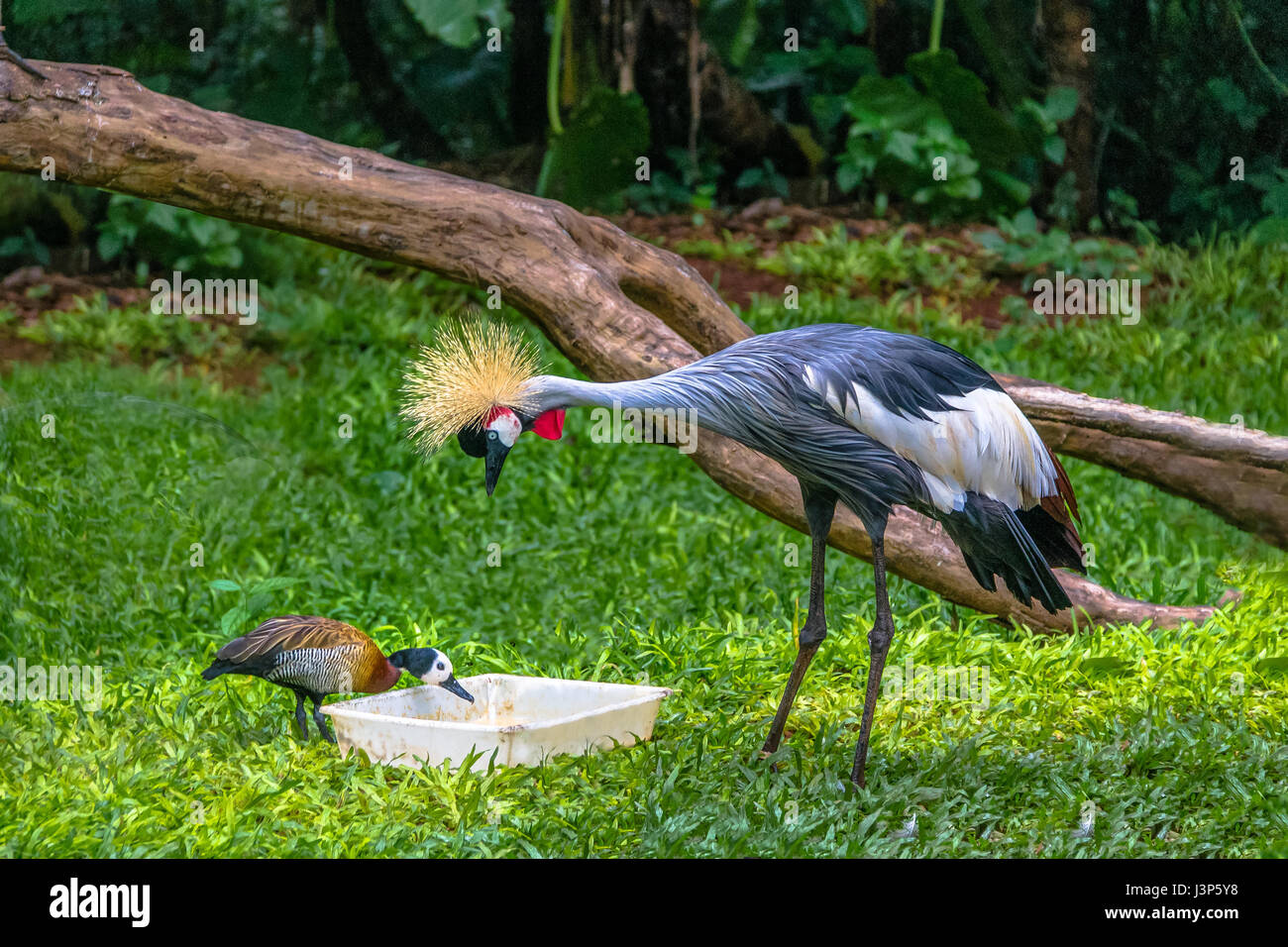 Oiseau grue couronnée grise et canard de manger au Parque das Aves - Foz do Iguacu, Parana, Brésil Banque D'Images