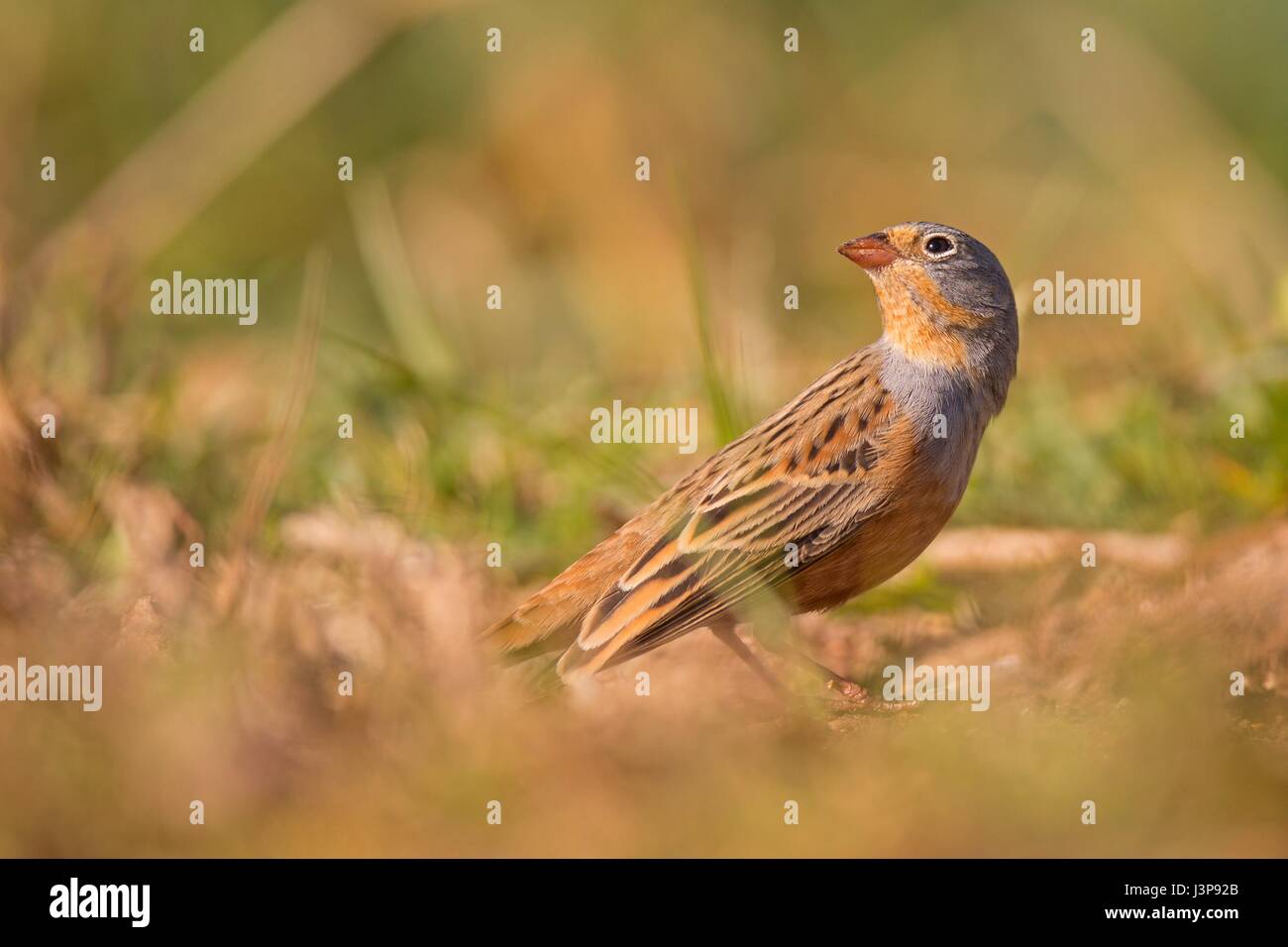 Cretzschmar's mâle (Emberiza caesia) est une espèce de passereau de la famille bunting Emberizidae. Photographié en Israël en mars. Banque D'Images