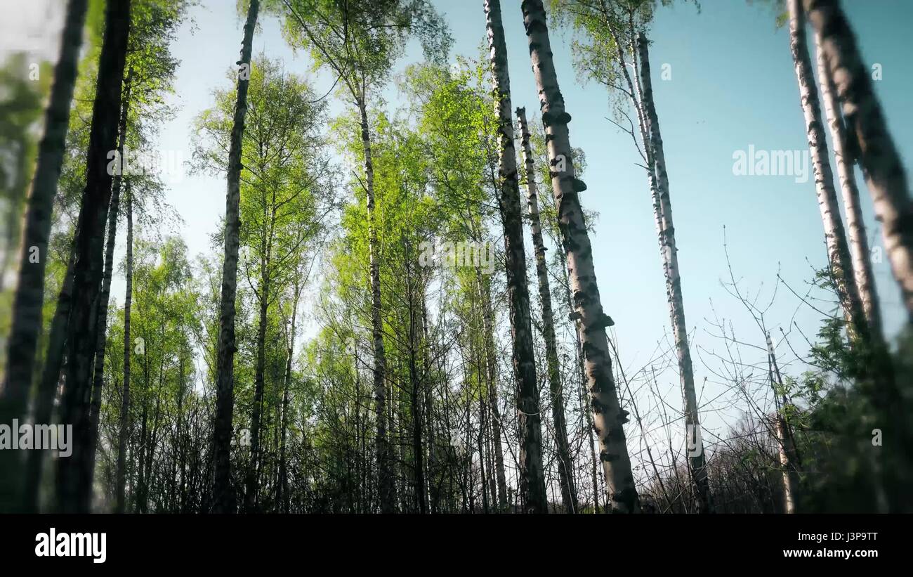 Beau Coucher de soleil sur la forêt à Koursk. Banque D'Images