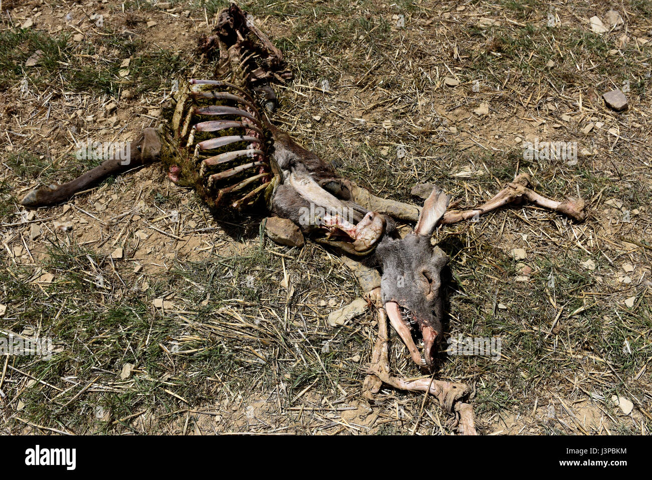 Les vestiges d'un cerf, qui a été récupéré par les vautours, dans le village de San Pedro Manrique, province de Soria, au nord de l'Espagne, où un nombre élevé de cas de la gale est signalé. (Photo par : Jorge Sanz/Pacific Press) Banque D'Images