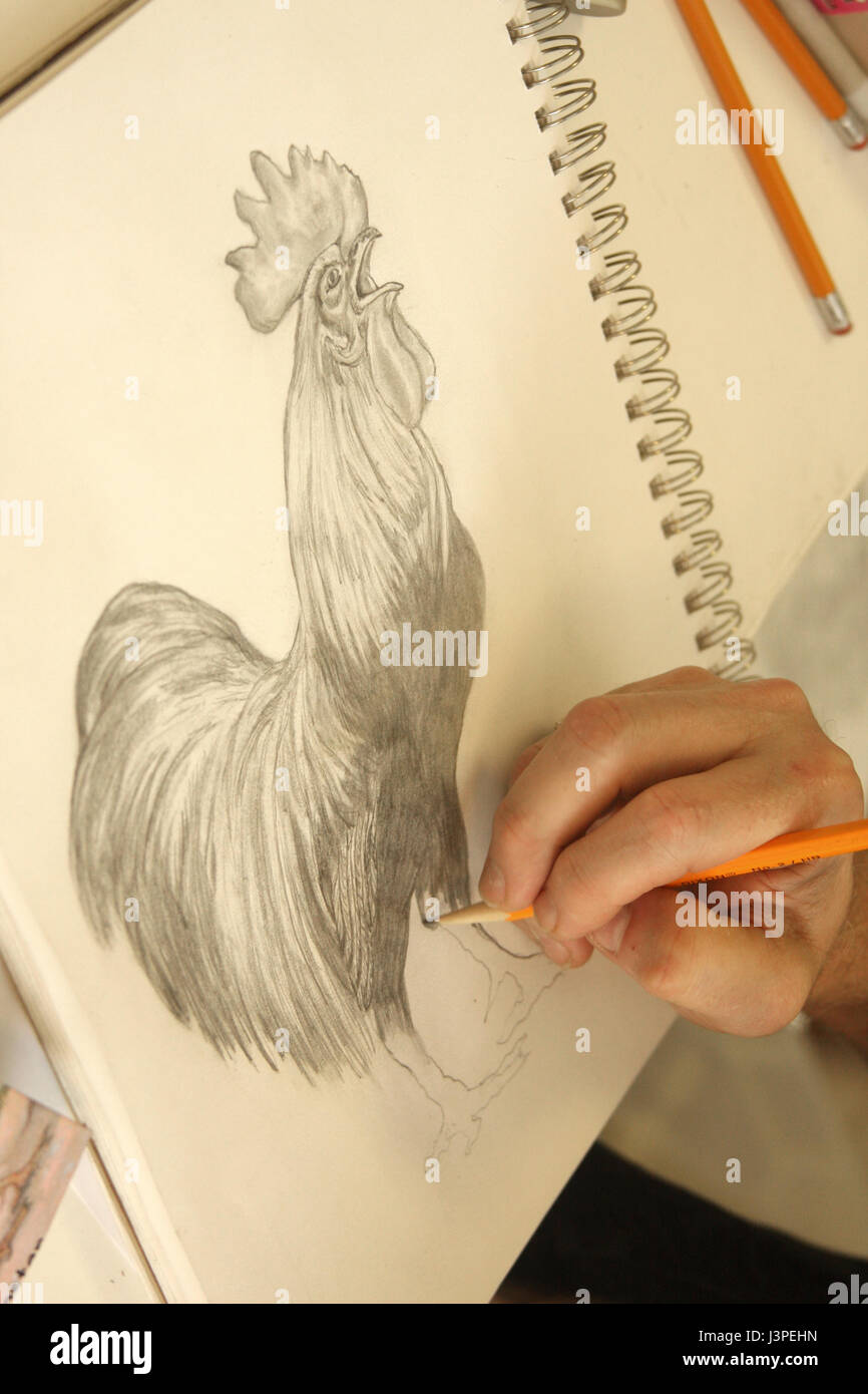 Petite Fille Un Coq Dessin Au Crayon Sur Papier Blanc Photo Stock Alamy Petite Fille Un Coq Dessin Au Crayon Sur Papier Blanc Photo Stock Alamy