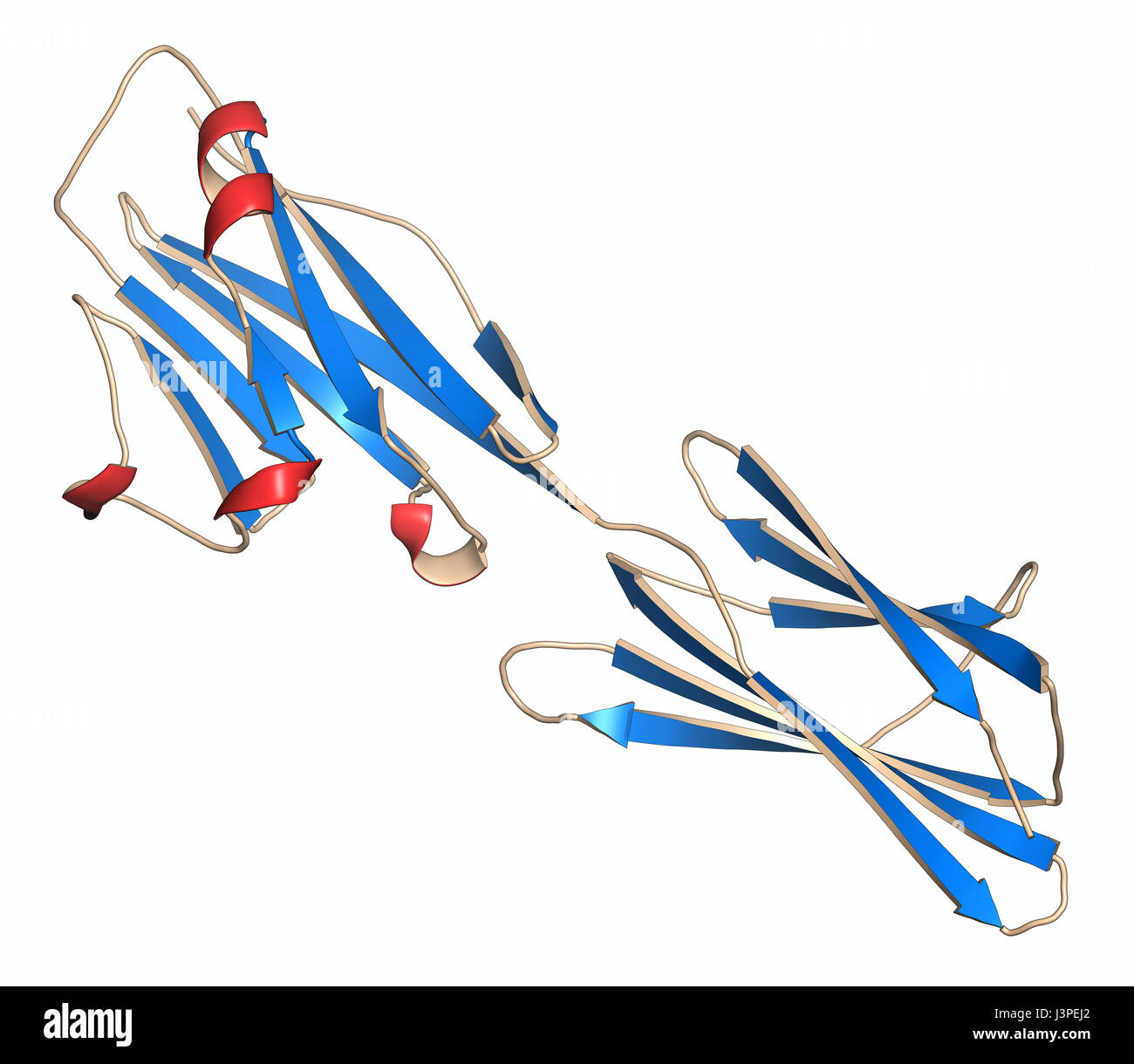 Mort programmée-ligand 1 (PD-L1). Produit par tumeur afin de supprimer le système immunitaire. Inhibiteurs du PD-L1 et PD-1 interaction sont une importan Banque D'Images