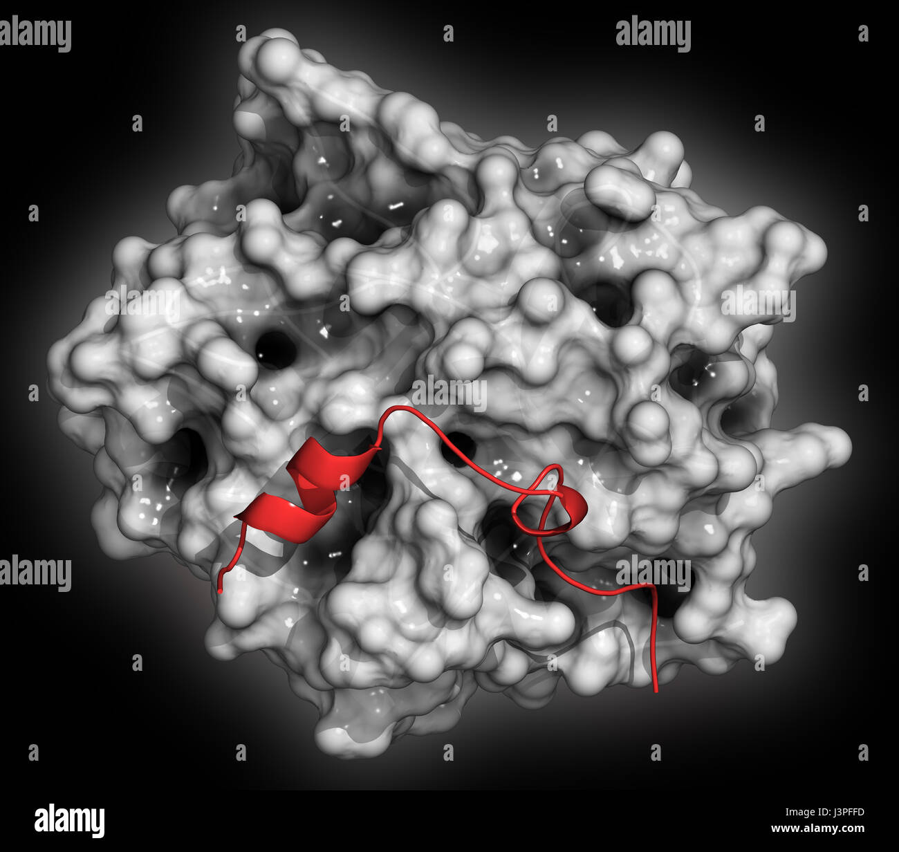 La thrombine enzyme de coagulation du sang : les droits de l'alpha-thrombine molécule est une protéine clé dans la cascade de la coagulation. Convertit le fibrinogène soluble en inso Banque D'Images