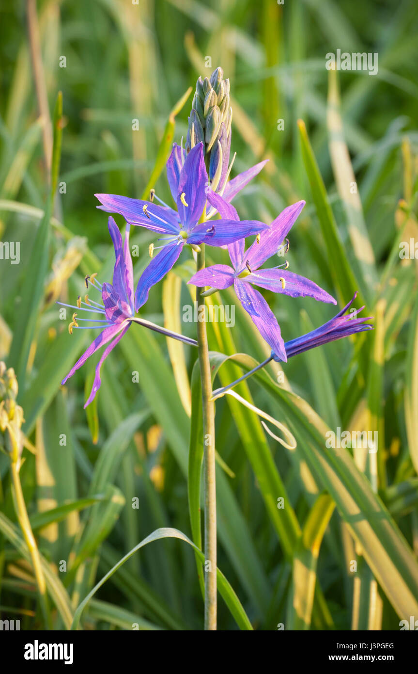 Gros plan du Camas (Camassia leichtlinii) fleurs en pleine floraison. Lever de soleil par Banque D'Images