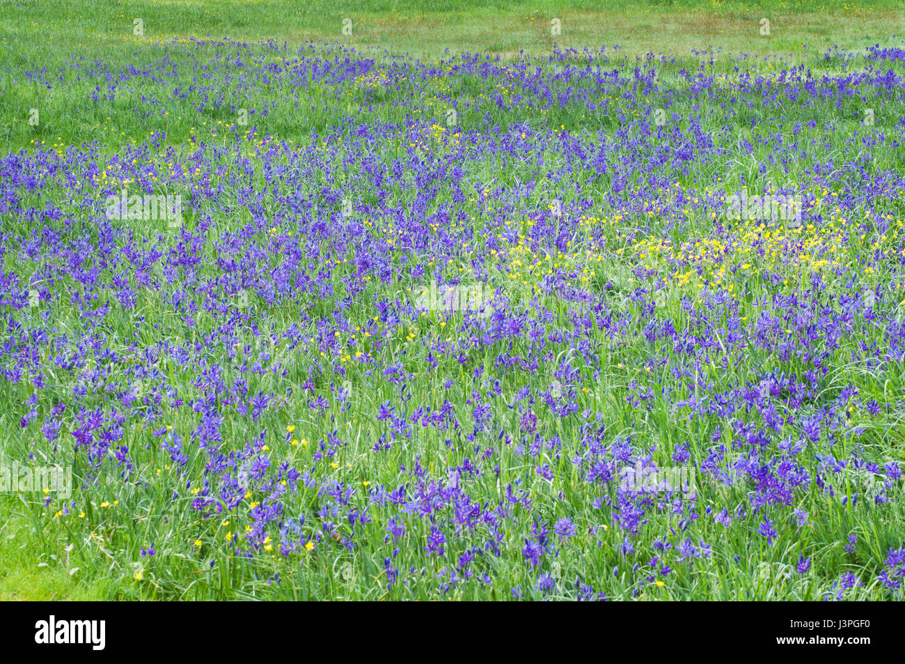 Belle prairie de camassie camash fleurs dans l'herbe verte Banque D'Images