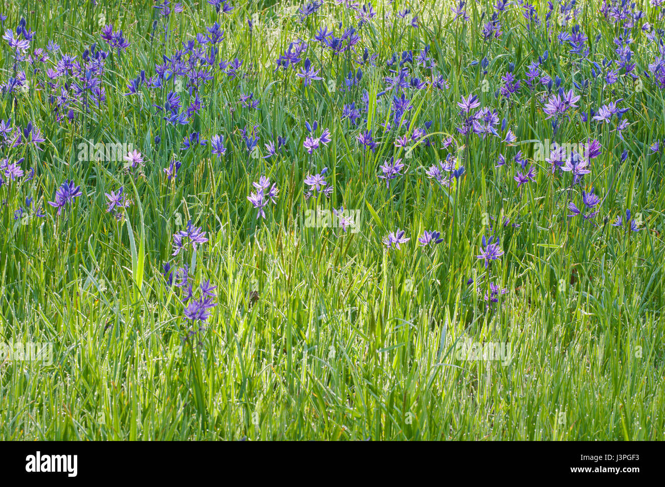 Arrière-plan de belles fleurs bleu violet Camas lily meadow Banque D'Images