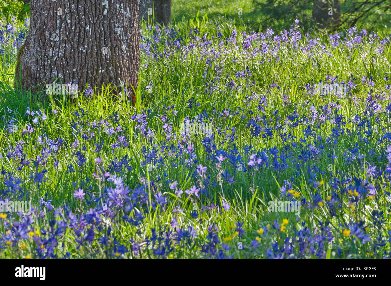 Libre prairie de fleurs sauvages camassie camash avec Oak tree Banque D'Images