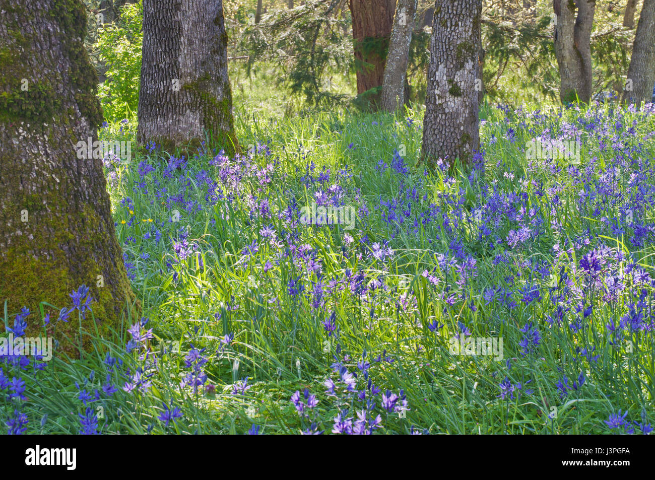 Camas bleu dans la prairie en fleurs fleurs sauvages parmi les chênes dans les rayons du soleil Banque D'Images