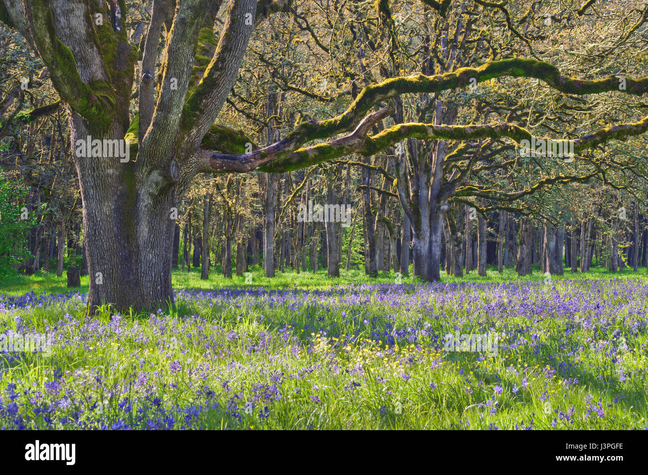 Chêne centenaire dans la lumière du soleil douce avec prairie de fleurs sauvages Camas bleu Banque D'Images