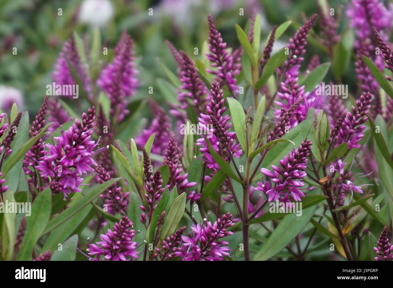 Fleurs de Hebe Banque D'Images