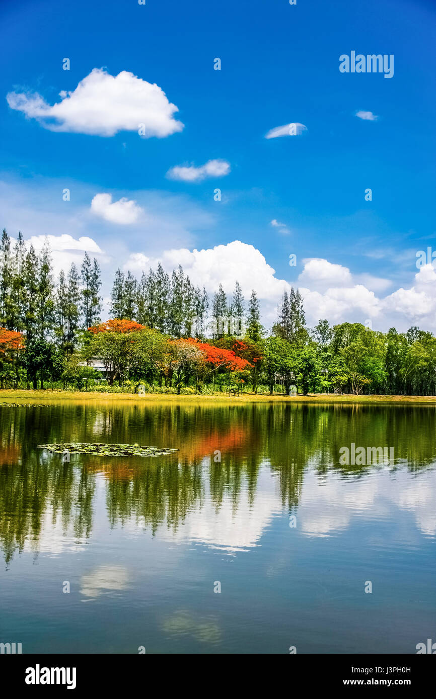 Pins et ciel bleu avec cloud réfléchir sur étang dans park Banque D'Images