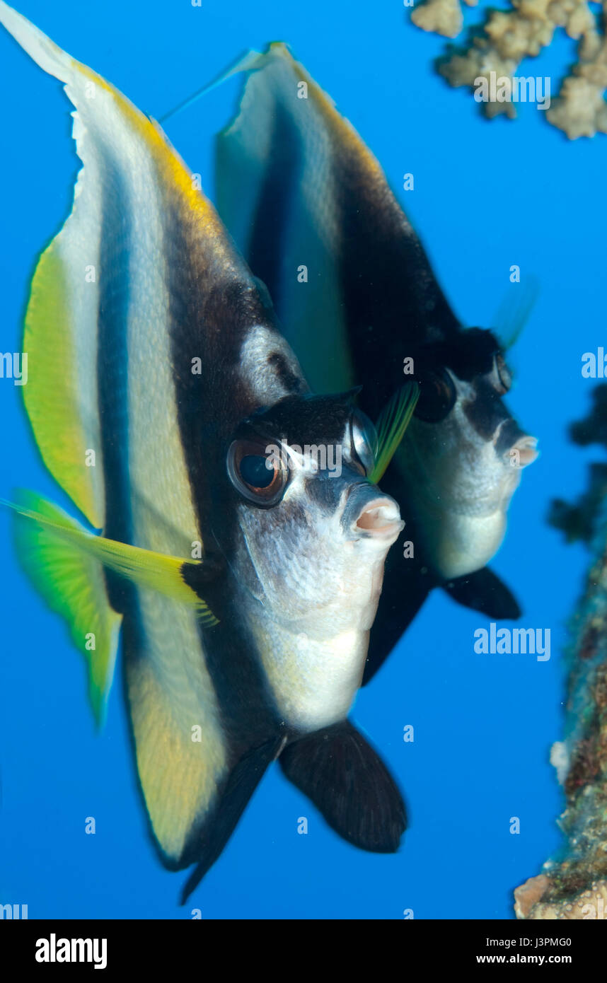 Red Sea bannerfish, Hurghada, Sharm el Sheikh, Sinaï, Égypte, Aqaba, Jordanie, Soudan, Mer Rouge, Heniochus intermedius, Rotmeerwimpelfisch Falterfisch,, Hurghada, Sharm el Sheikh, Sinaï, Spanien, Aqaba, Bosnien und her ..., Soudan, Rotes Meer Banque D'Images
