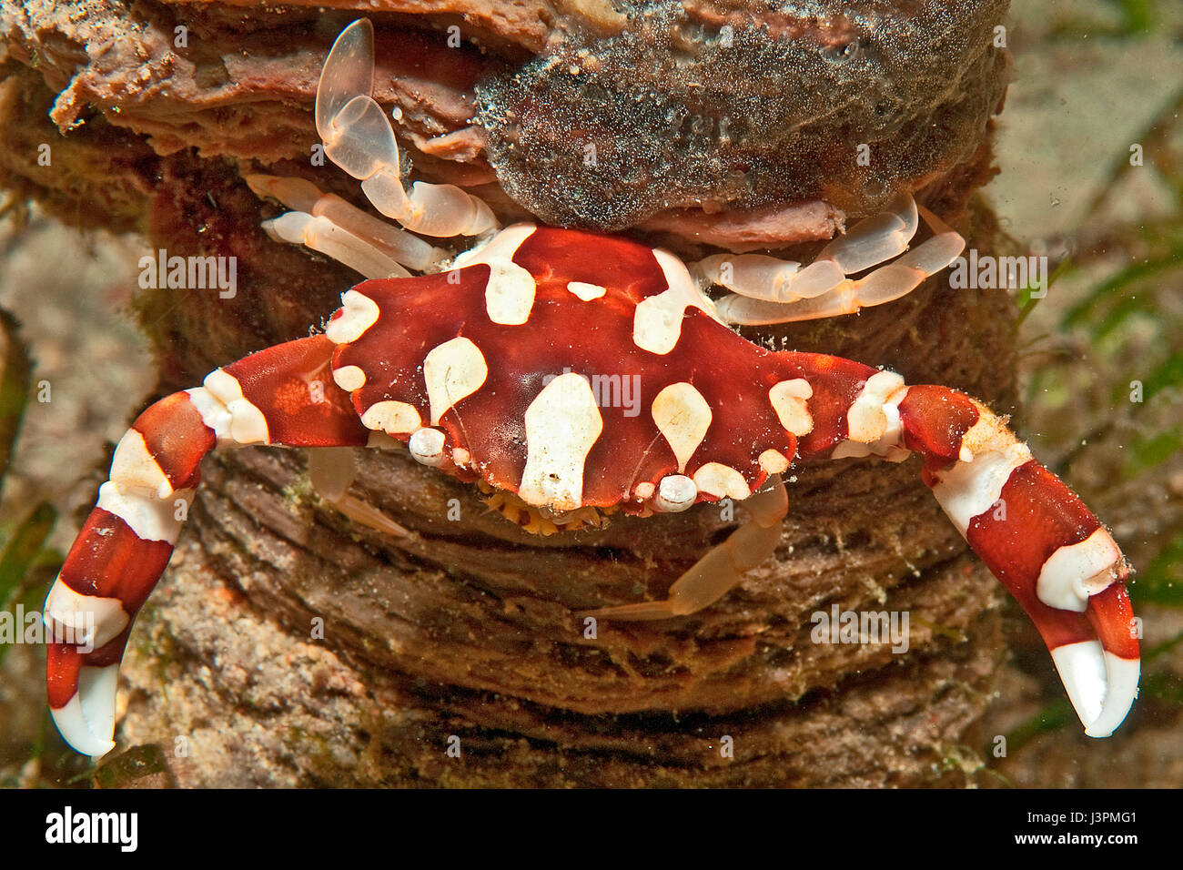 Crabe Arlequin, Sabang Beach, Mindoro, Philippines, Asie, Indo-pacifique, Lissocarcinus laevis, Banque D'Images