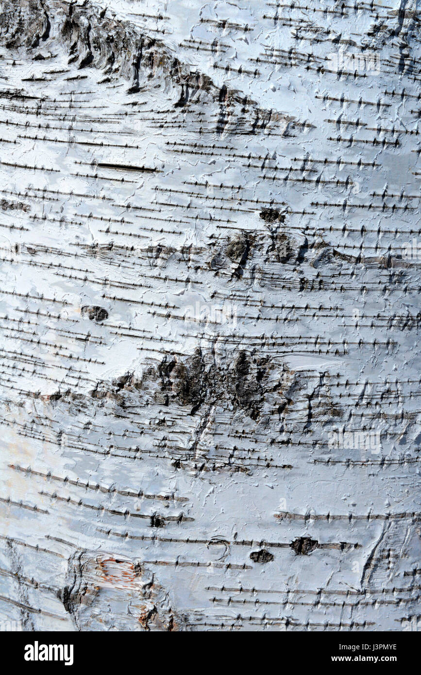 Haengebirke, Rinde, Betula pendula Banque D'Images