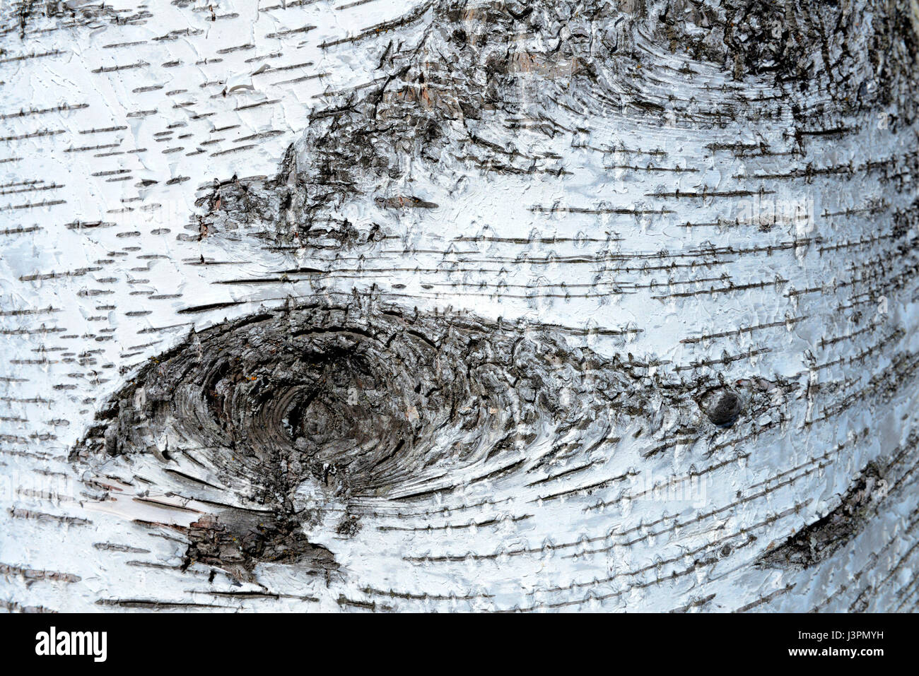 Haengebirke, Rinde, Betula pendula Banque D'Images