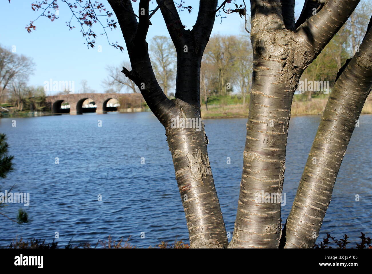 Un arbre sur l'île boisée de Jackson Park à Chicago, IL Banque D'Images