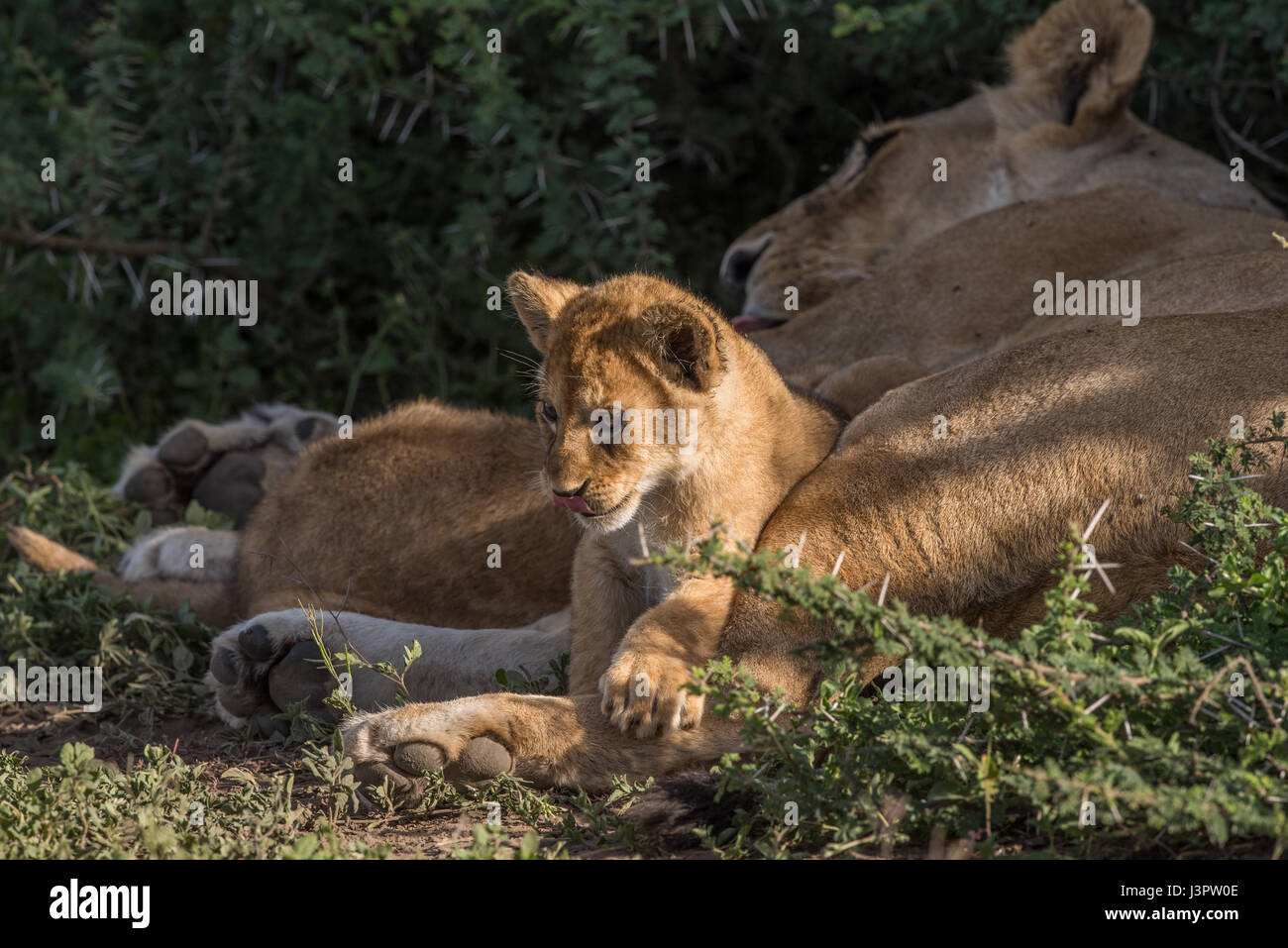Lionne et lionceaux, Tanzanie Banque D'Images