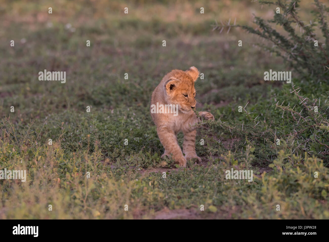 Lionne et lionceaux, Tanzanie Banque D'Images