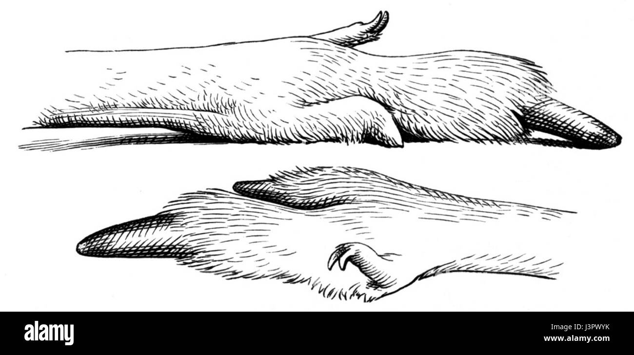 Kaenguru Hinterfuss dimensions Banque D'Images