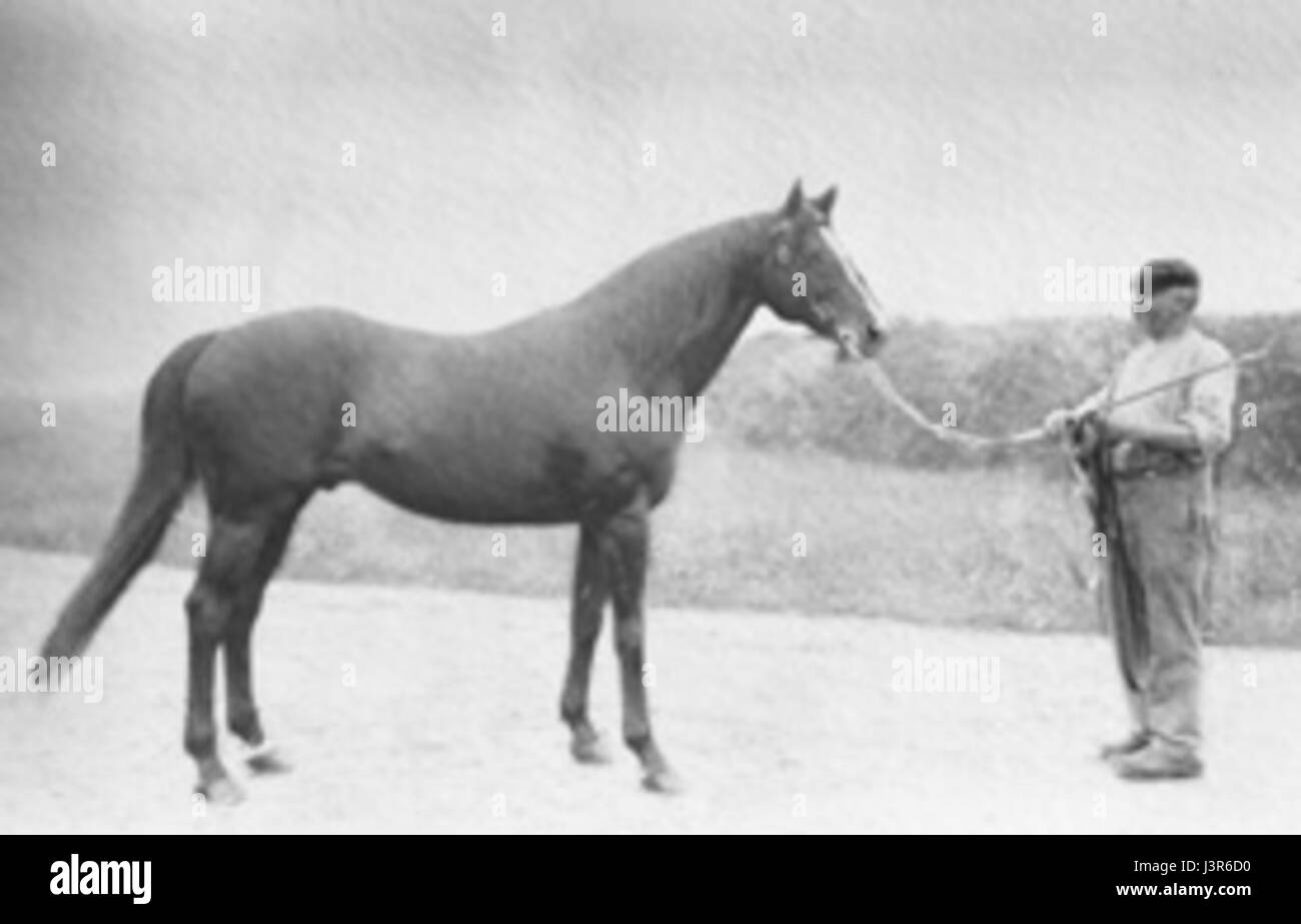 Une illustration intitulée « Imagette Flying Fox », représentant le renard volant, une grande espèce de chauve-souris originaire de certaines régions d'Asie et d'Australie. L'œuvre met en valeur les caractéristiques uniques de cette créature nocturne. Banque D'Images