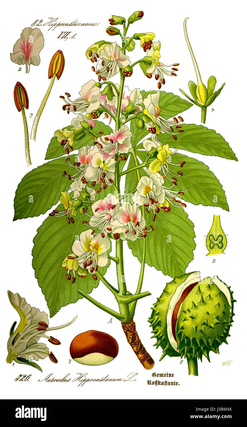 Ceci est une illustration d'Aesculus hippocastanum, communément connu sous le nom de châtaignier. L'image détaille probablement les caractéristiques du plantâ€™s, en se concentrant sur les feuilles, les fleurs et les fruits du treeâ€™s pour l'étude botanique. Banque D'Images