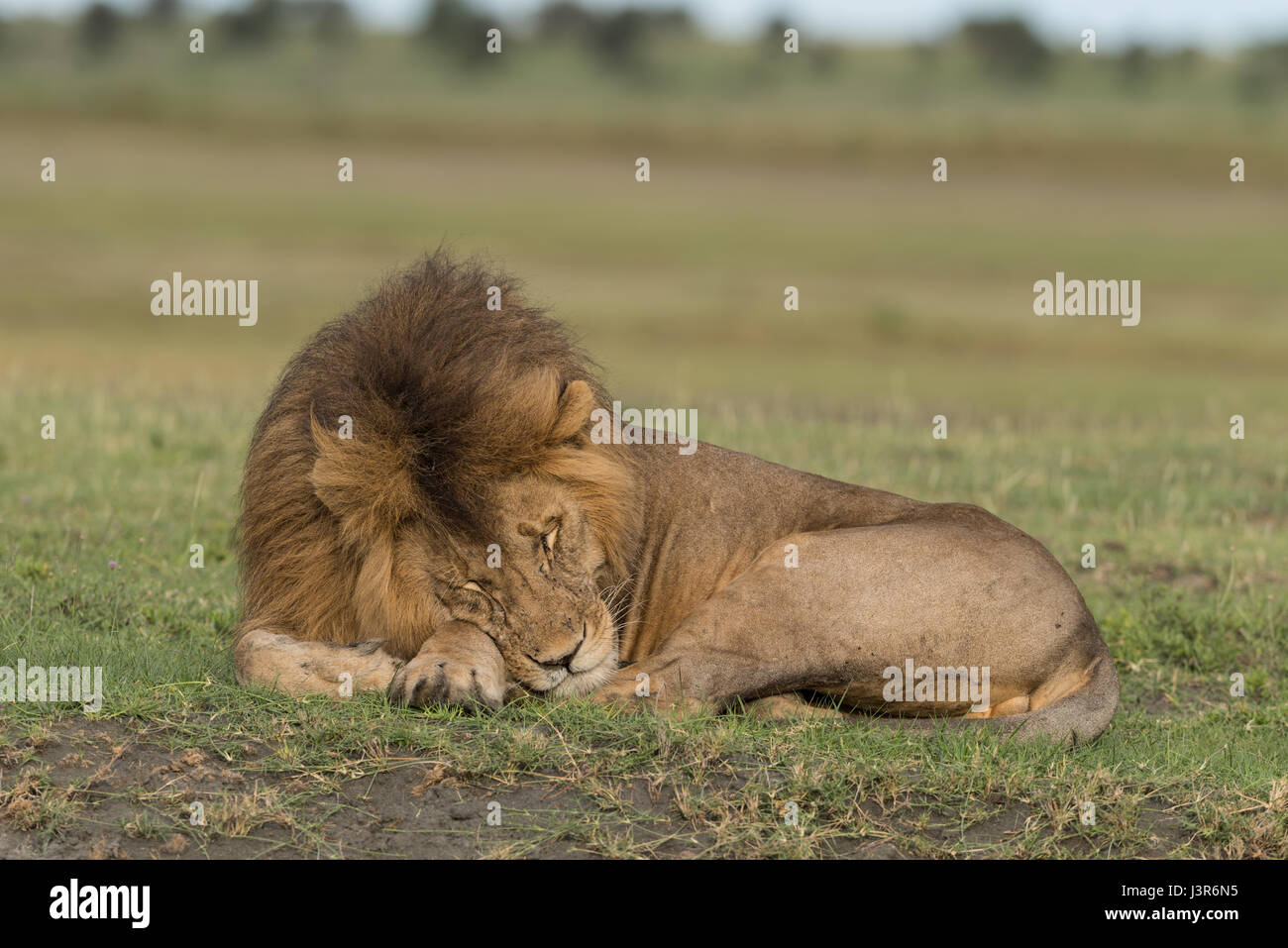 Lion mâle, Tanzanie Banque D'Images