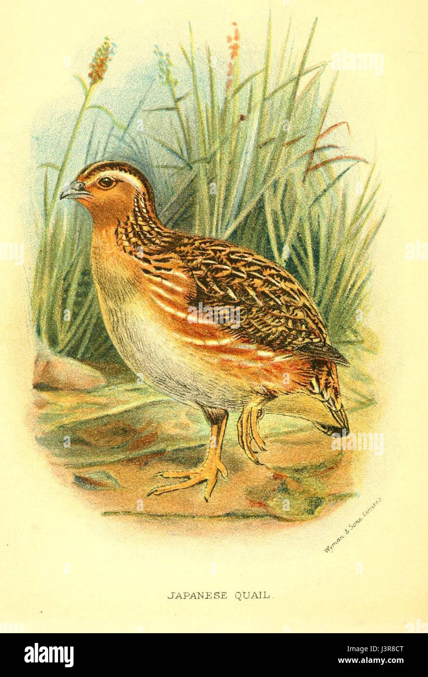 La caille japonaise est une petite espèce d'oiseau originaire d'Asie de l'est, connue pour son plumage distinctif, sa taille et son rôle dans l'agriculture, en particulier dans la production d'œufs et comme gibier à plumes. Banque D'Images