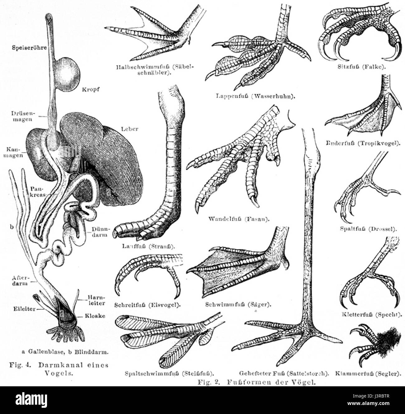 Cette illustration représente diverses parties de l'anatomie des oiseaux, étiquetées à des fins éducatives. L'œuvre d'art détaillée fait partie d'une série sur l'ornithologie, fournissant un aperçu de la biologie et de la classification des oiseaux. Banque D'Images