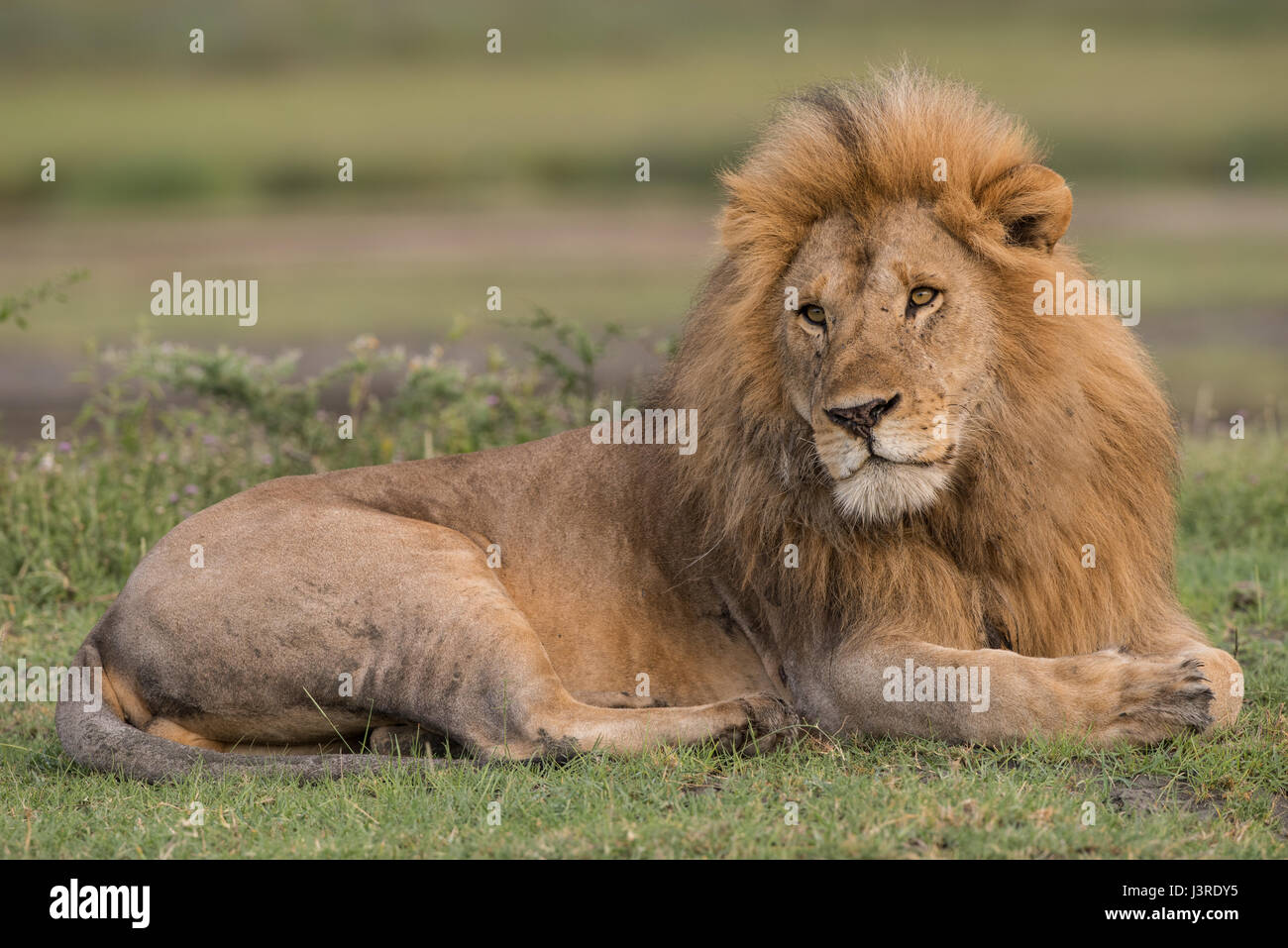 Lion mâle, Tanzanie Banque D'Images