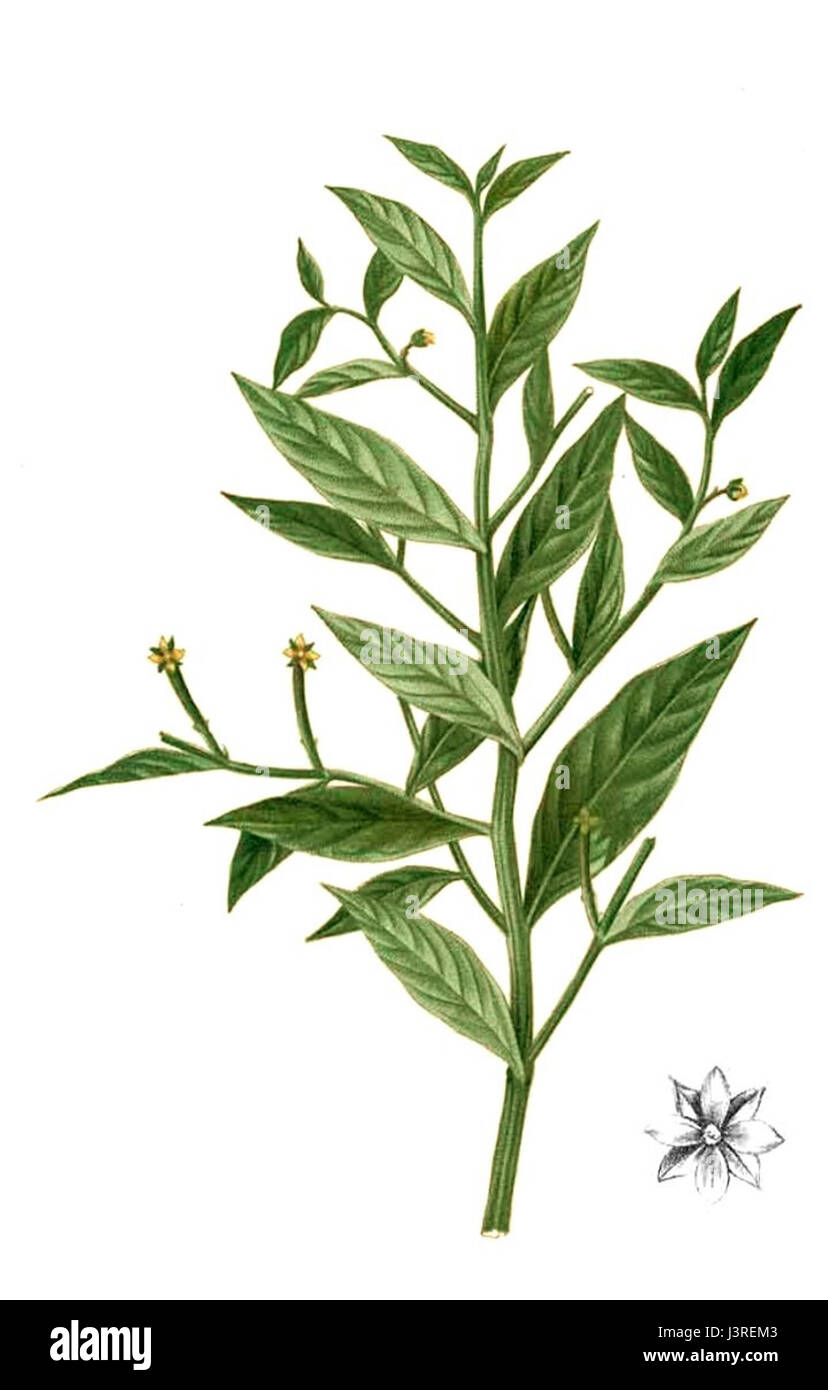 Cette image montre une espèce de Jussiée, un genre de plantes aquatiques, identifiée et cataloguée dans l'herbier Blanco. Ces plantes se trouvent dans les milieux humides et sont connues pour leurs caractéristiques aquatiques uniques. Banque D'Images