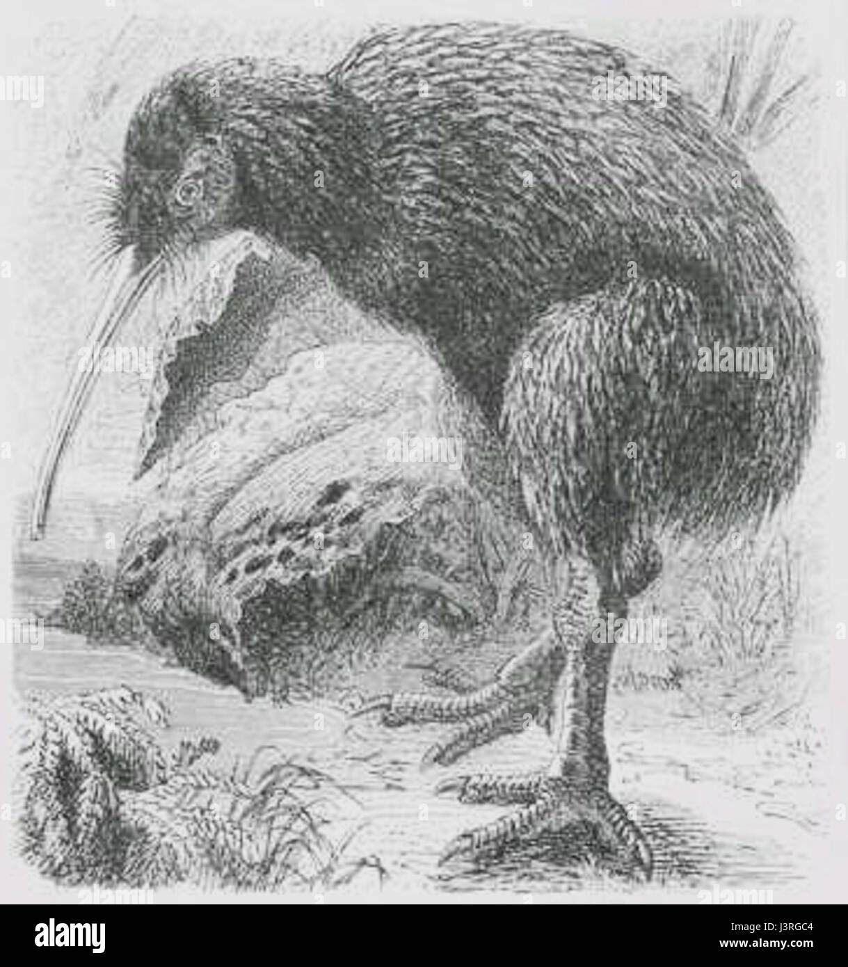 Le Kiwi (Apteryx) est un oiseau sans vol originaire de Nouvelle-Zélande, connu pour sa petite taille, son long bec et son aspect distinctif. C'est une espèce emblématique de la nation insulaire. Banque D'Images