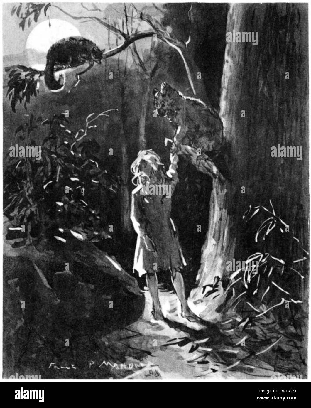 Kangourou malade désigne une image ou un contexte impliquant un kangourou en détresse ou affecté par la maladie. Il peut s'agir d'une étude ou d'une observation de la santé de la faune sauvage, en particulier chez les animaux australiens. Banque D'Images